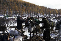 Herding Reindeer, Altai
